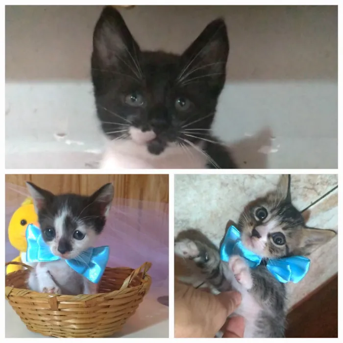 Gato ra a srd idade 2 a 6 meses nome TRÊS BEBÊS GATINHOS