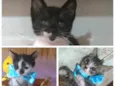 TRÊS BEBÊS GATINHOS
