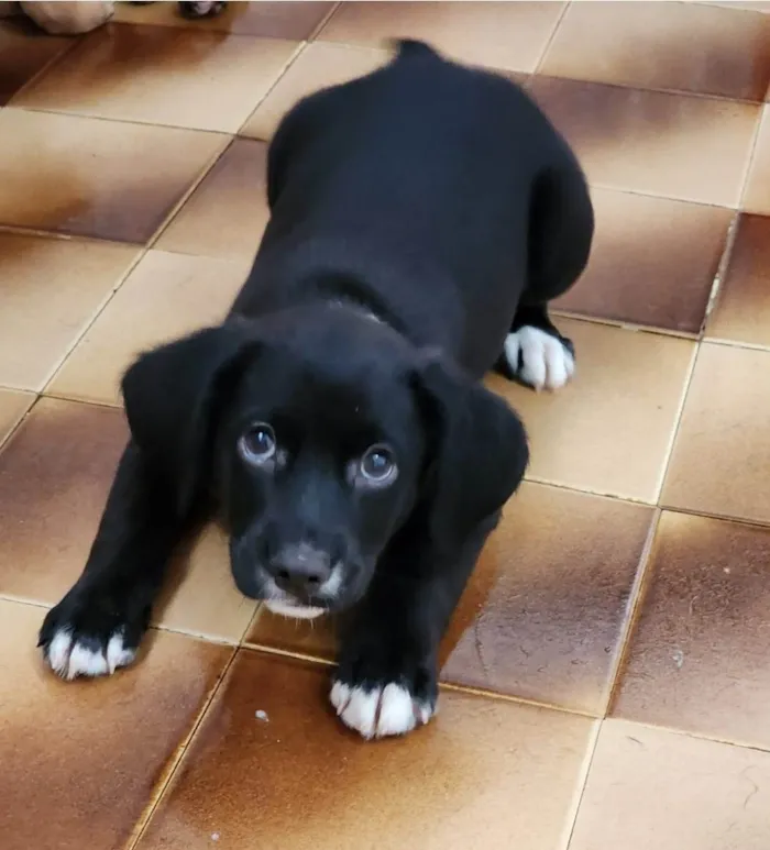 Cachorro ra a SRD-ViraLata idade 2 a 6 meses nome Luigi 