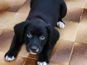 Cachorro raça SRD-ViraLata idade 2 a 6 meses nome Luigi 