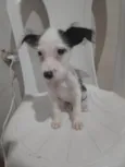 Russinho