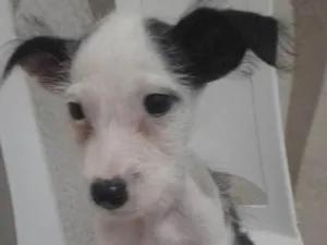 Cachorro raça Vira - lata idade 2 a 6 meses nome Russinho