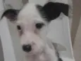 Russinho