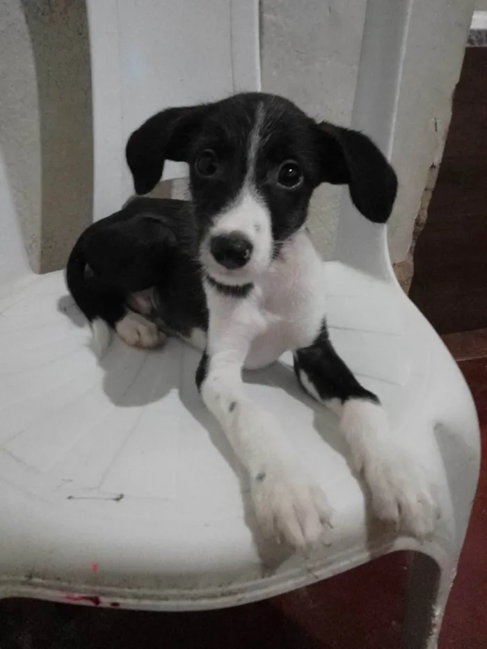 Cachorro ra a Poodle com vira- lata. idade 2 a 6 meses nome Tom