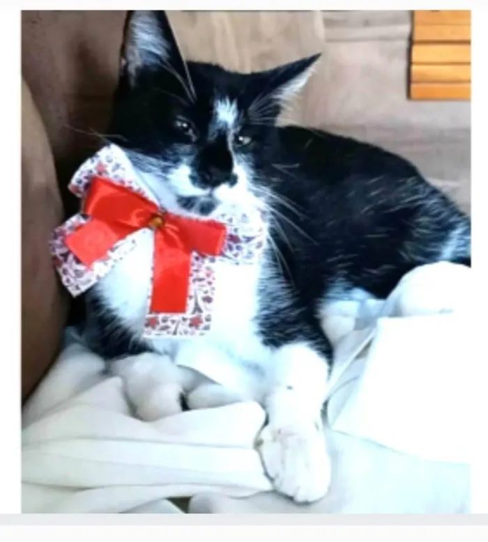Gato ra a srd frajolinha  idade 7 a 11 meses nome AYCA