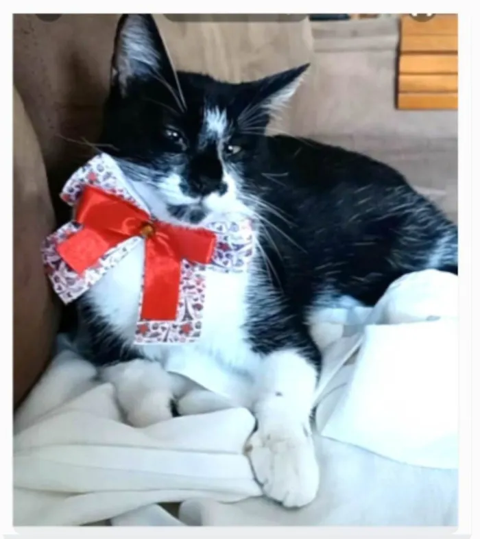 Gato ra a srd frajolinha  idade 7 a 11 meses nome AYCA