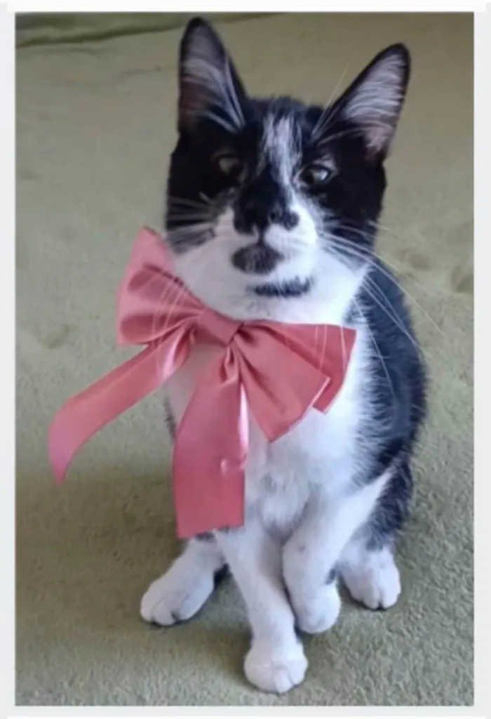 Gato ra a srd frajolinha  idade 7 a 11 meses nome AYCA