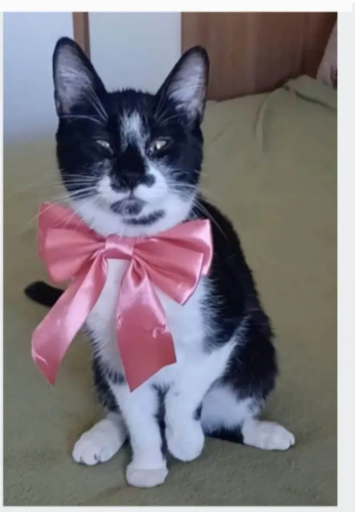 Gato ra a srd frajolinha  idade 7 a 11 meses nome AYCA