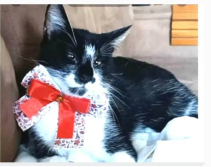Gato ra a srd frajolinha  idade 7 a 11 meses nome AYCA