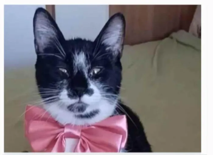 Gato ra a srd frajolinha  idade 7 a 11 meses nome AYCA