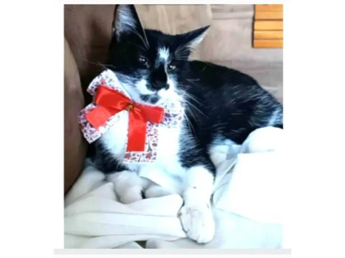 Gato ra a srd frajolinha  idade 7 a 11 meses nome AYCA