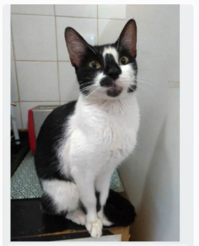 Gato ra a srd frajolinha idade 1 ano nome CELINNA 