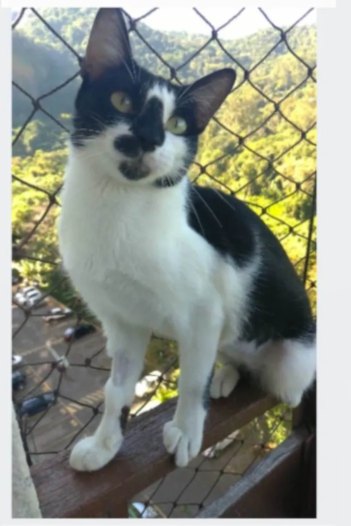Gato ra a srd frajolinha idade 1 ano nome CELINNA 