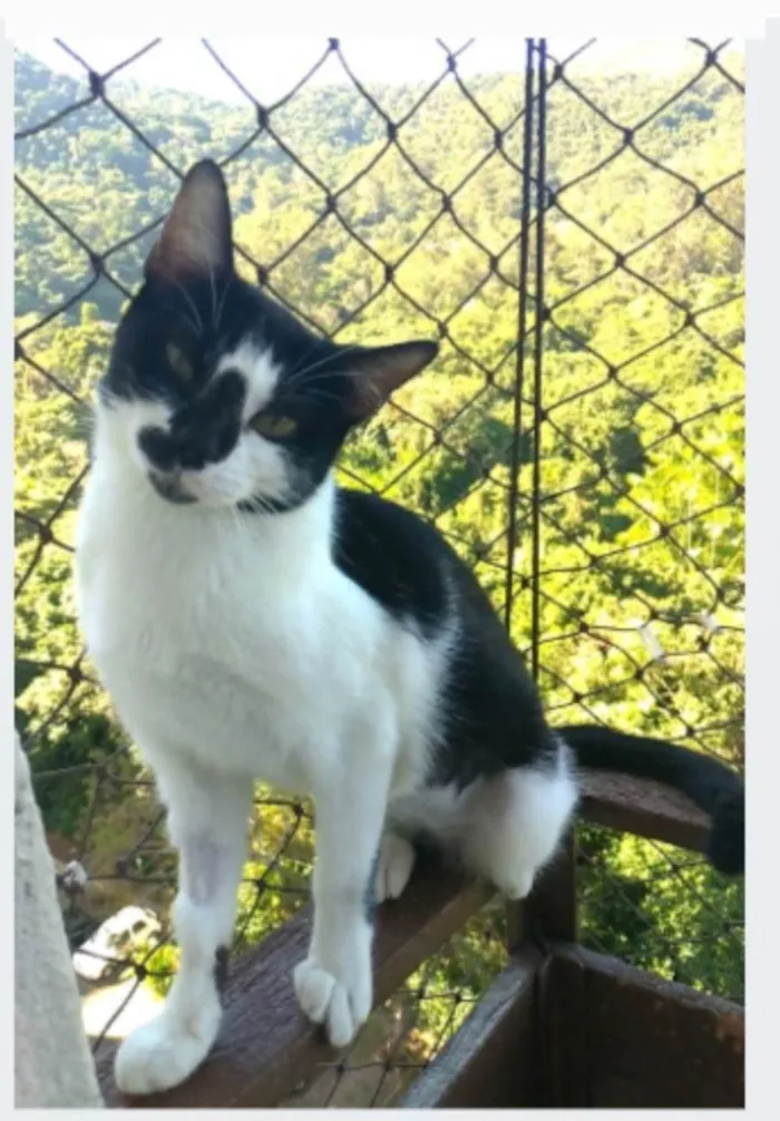 Gato ra a srd frajolinha idade 1 ano nome CELINNA 