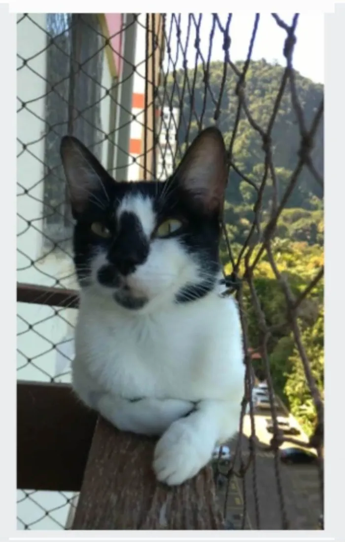 Gato ra a srd frajolinha idade 1 ano nome CELINNA 