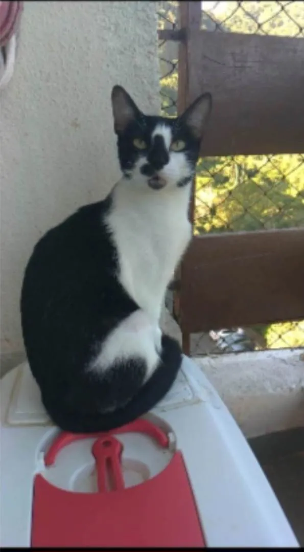 Gato ra a srd frajolinha idade 1 ano nome CELINNA 