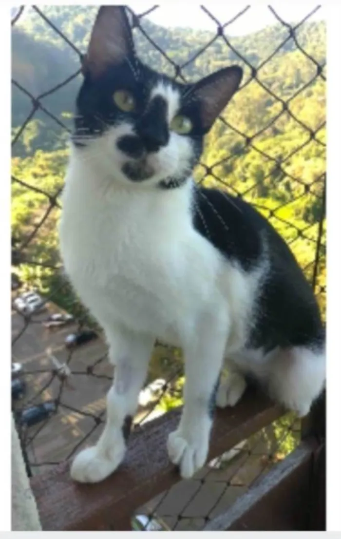 Gato ra a srd frajolinha idade 1 ano nome CELINNA 