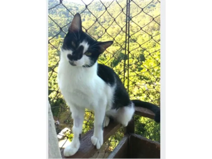 Gato ra a srd frajolinha idade 1 ano nome CELINNA 