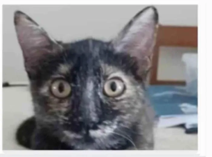 Gato ra a srd escaminha rosét  idade 7 a 11 meses nome CACAU