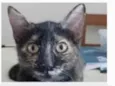 CACAU