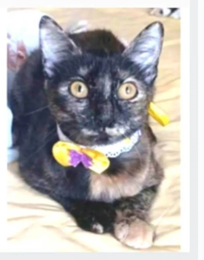 Gato ra a srd escaminha rosét  idade 7 a 11 meses nome CACAU