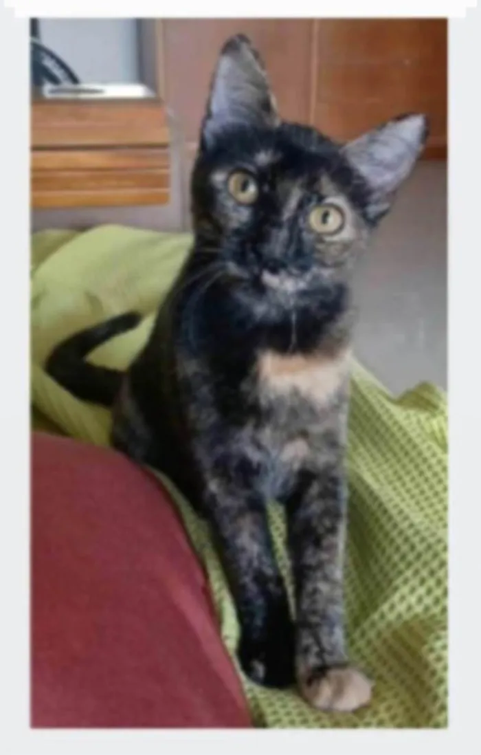 Gato ra a srd escaminha rosét  idade 7 a 11 meses nome CACAU