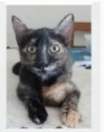 CACAU
