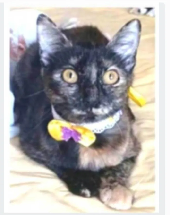 Gato ra a srd escaminha rosét  idade 7 a 11 meses nome CACAU