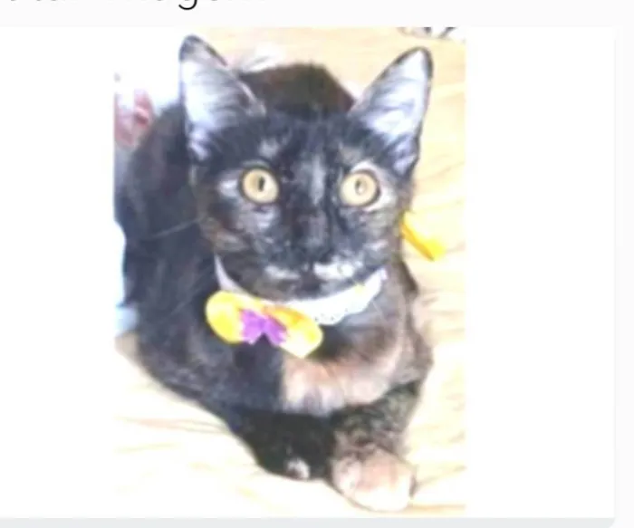 Gato ra a srd escaminha rosét  idade 7 a 11 meses nome CACAU
