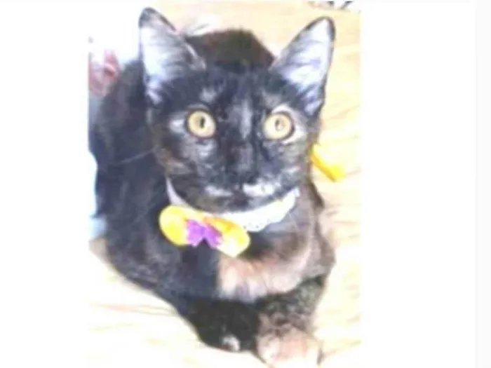 Gato ra a srd escaminha rosét  idade 7 a 11 meses nome CACAU