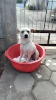 Laila