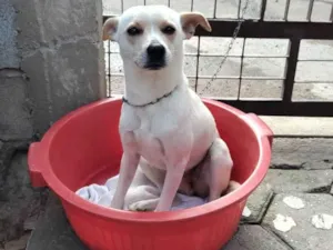 Cachorro raça  idade 2 anos nome Laila