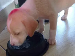 Cachorro raça SRD-ViraLata idade Abaixo de 2 meses nome Tadeu