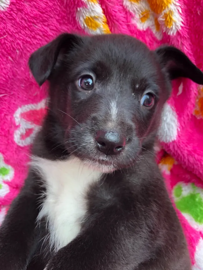 Cachorro ra a SRD-ViraLata idade 2 a 6 meses nome Luigi