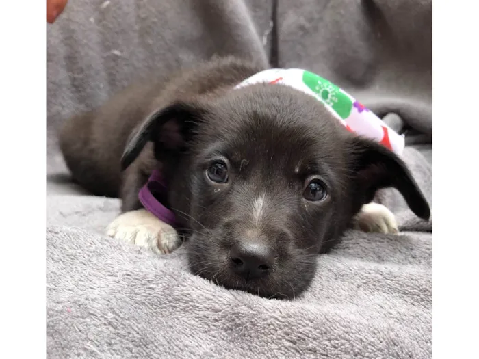 Cachorro ra a SRD-ViraLata idade 2 a 6 meses nome Luigi