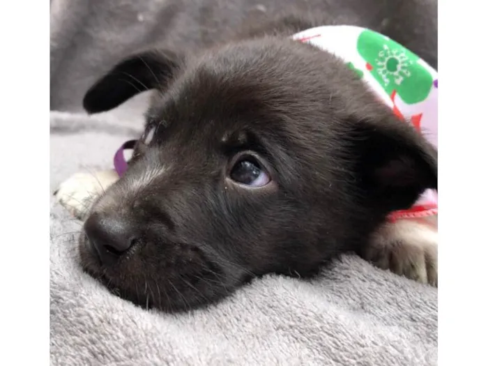 Cachorro ra a SRD-ViraLata idade 2 a 6 meses nome Luigi