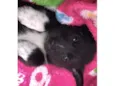 Luigi