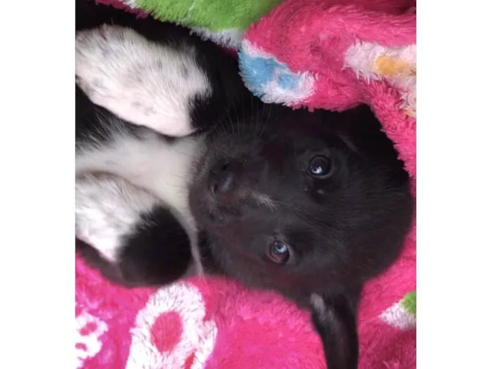 Cachorro ra a SRD-ViraLata idade 2 a 6 meses nome Luigi