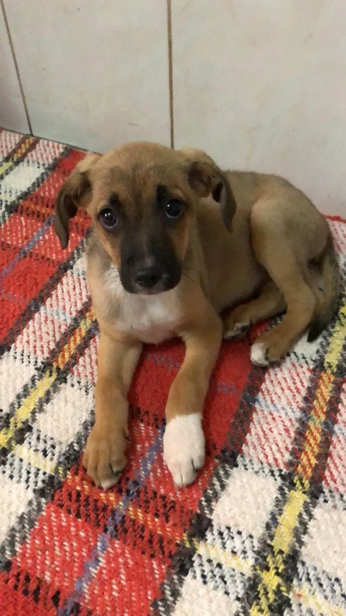 Cachorro ra a SRD-ViraLata idade 2 a 6 meses nome Vitória