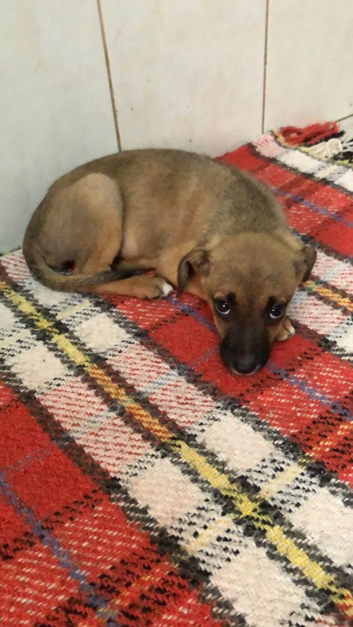 Cachorro ra a SRD-ViraLata idade 2 a 6 meses nome Vitória