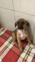 Vitória