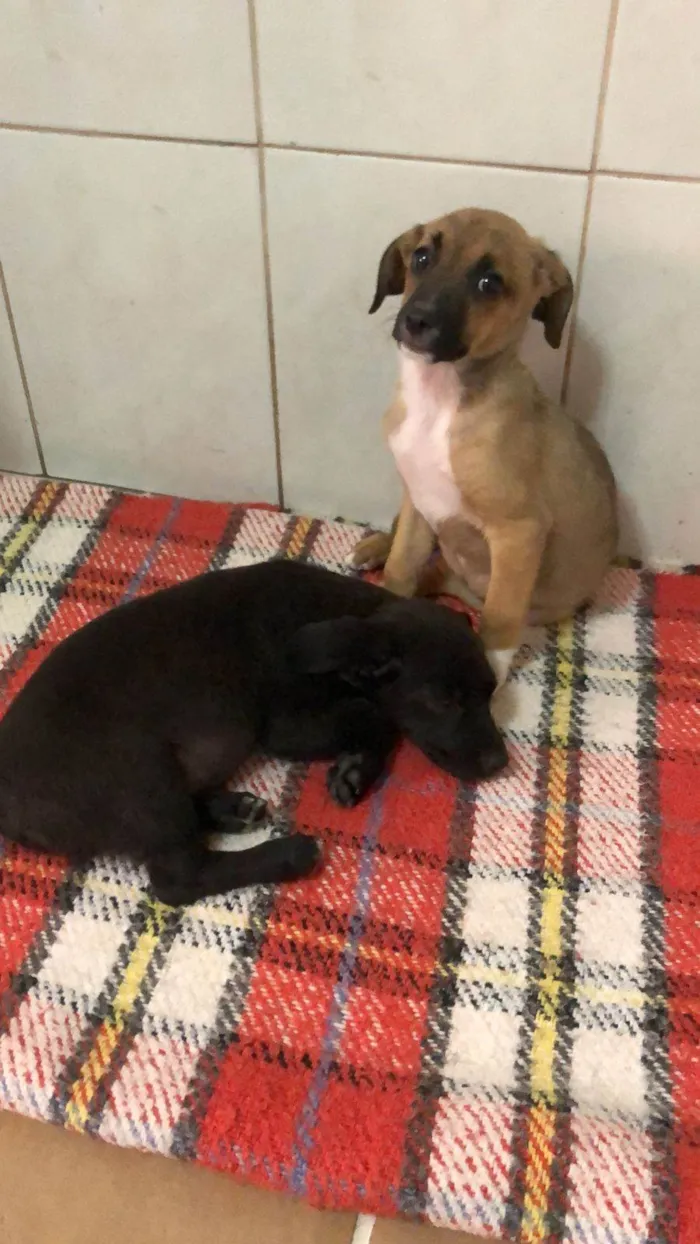 Cachorro ra a SRD-ViraLata idade 2 a 6 meses nome Vitória