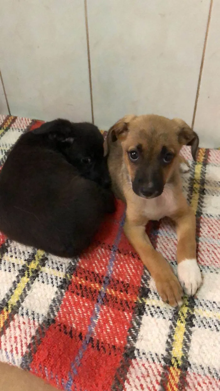 Cachorro ra a SRD-ViraLata idade 2 a 6 meses nome Vitória