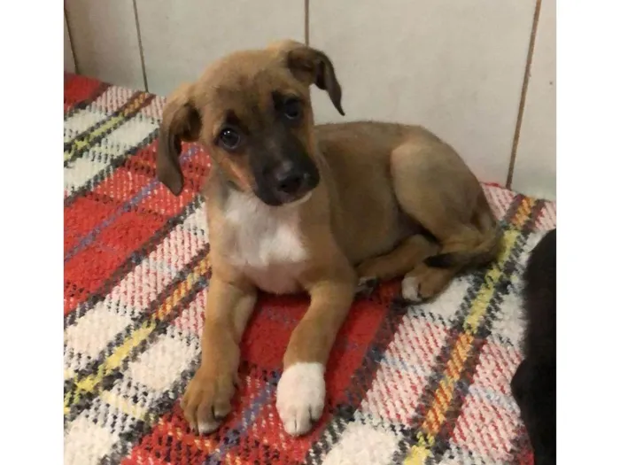 Cachorro ra a SRD-ViraLata idade 2 a 6 meses nome Vitória
