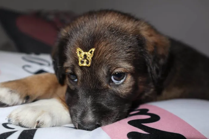 Cachorro ra a Srd idade Abaixo de 2 meses nome Kenay