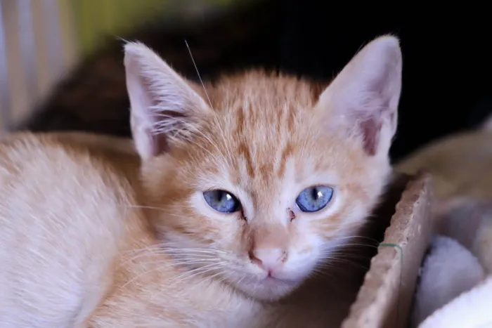 Gato ra a  idade 2 a 6 meses nome Filhotes Eliana