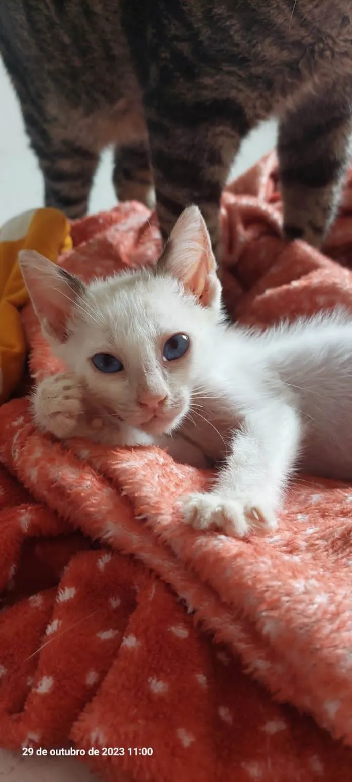 Gato ra a  idade 2 a 6 meses nome Filhotes Eliana