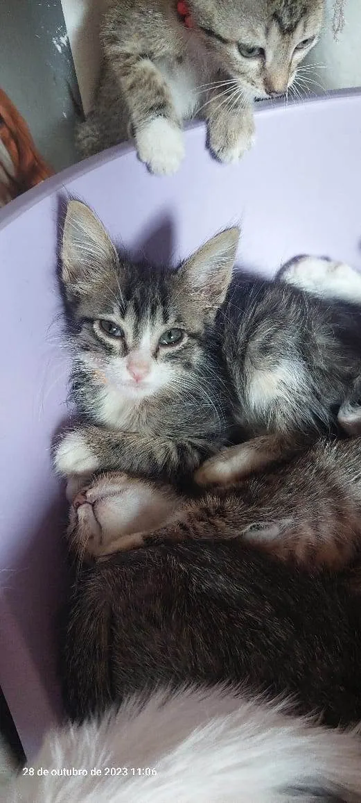 Gato ra a  idade 2 a 6 meses nome Filhotes Eliana