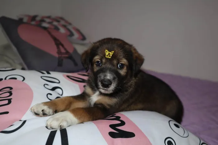 Cachorro ra a Srd idade Abaixo de 2 meses nome Kenay