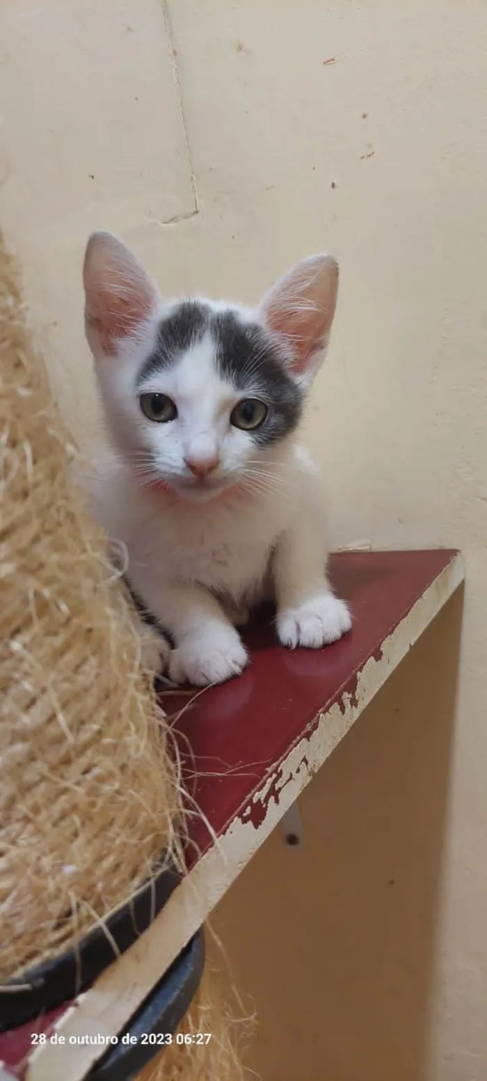 Gato ra a  idade 2 a 6 meses nome Filhotes Eliana